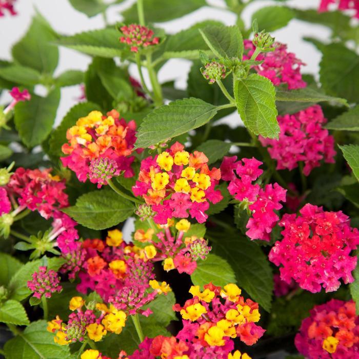 Lantana camara Little Lucky™ Hot Pink