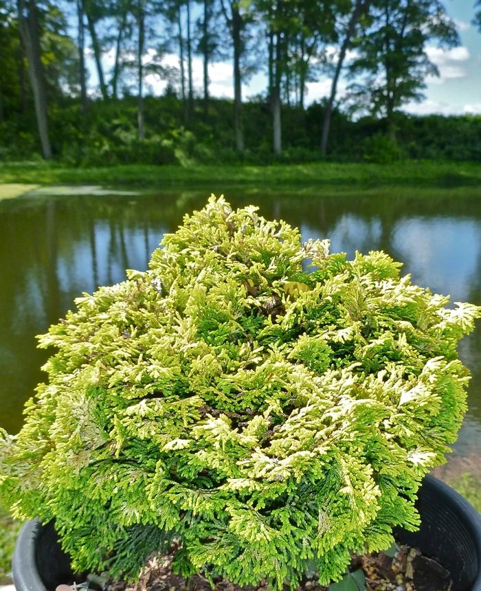 Chamaecyparis obtusa Nana Lutea