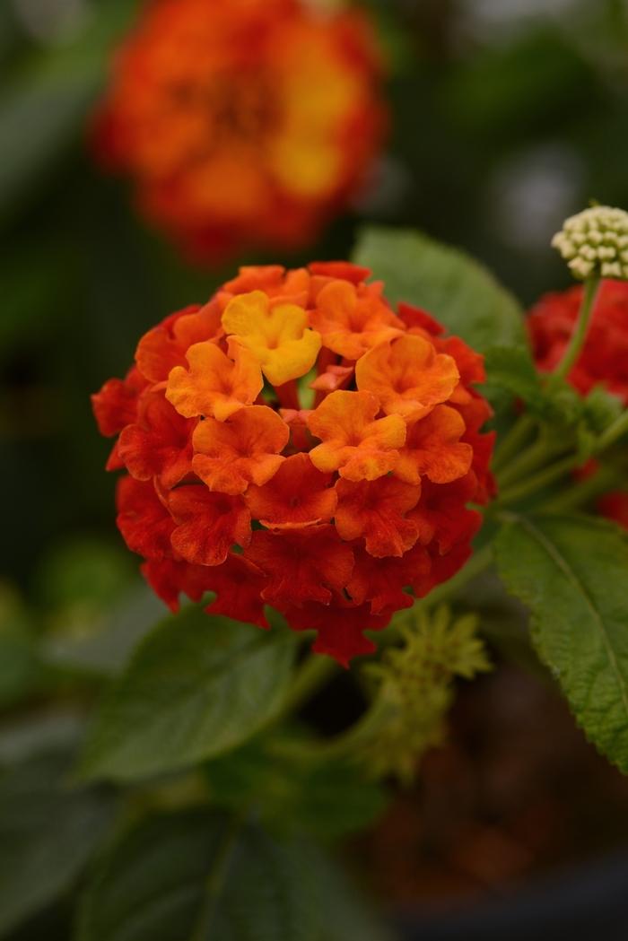 Lantana camara Lucky™ Red