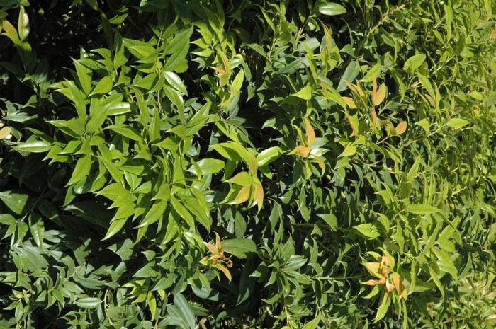 Leucothoe populifolia