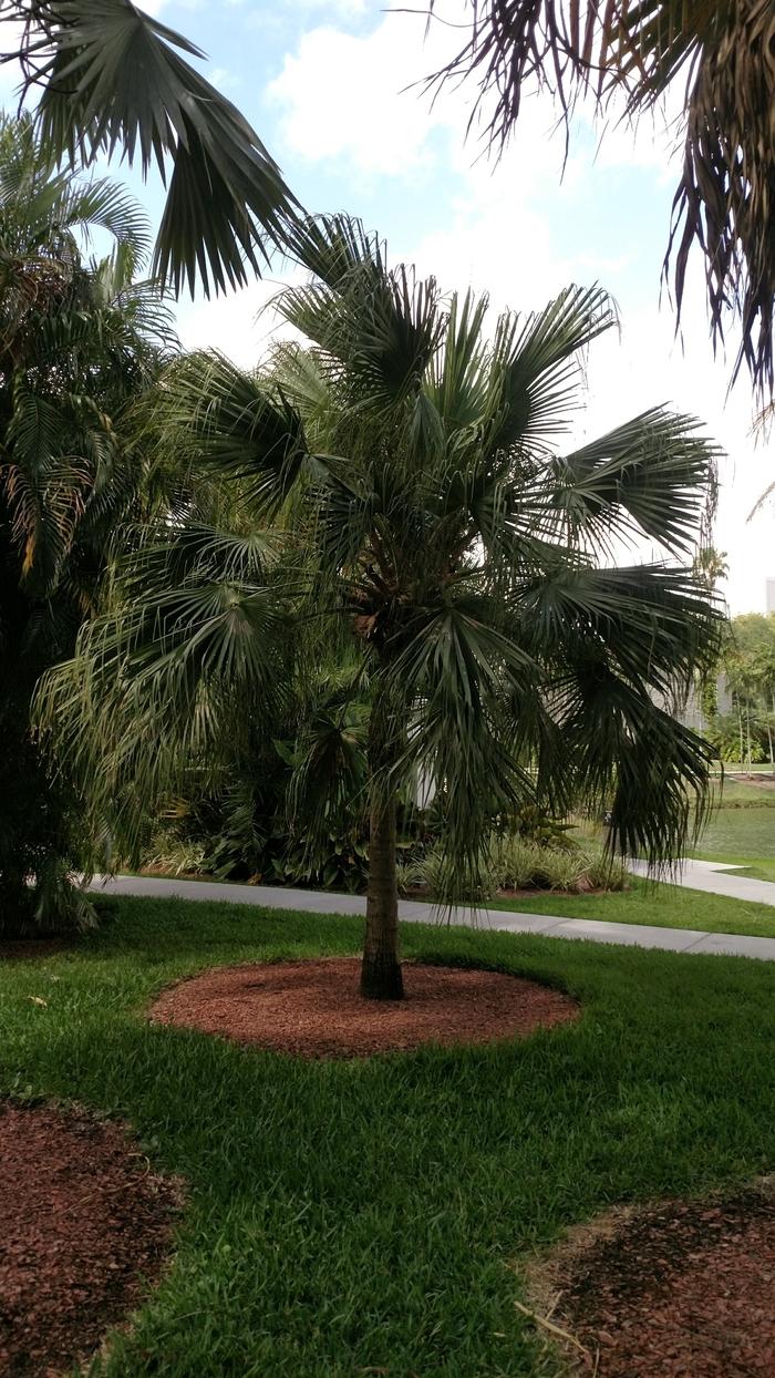 Livistona chinensis