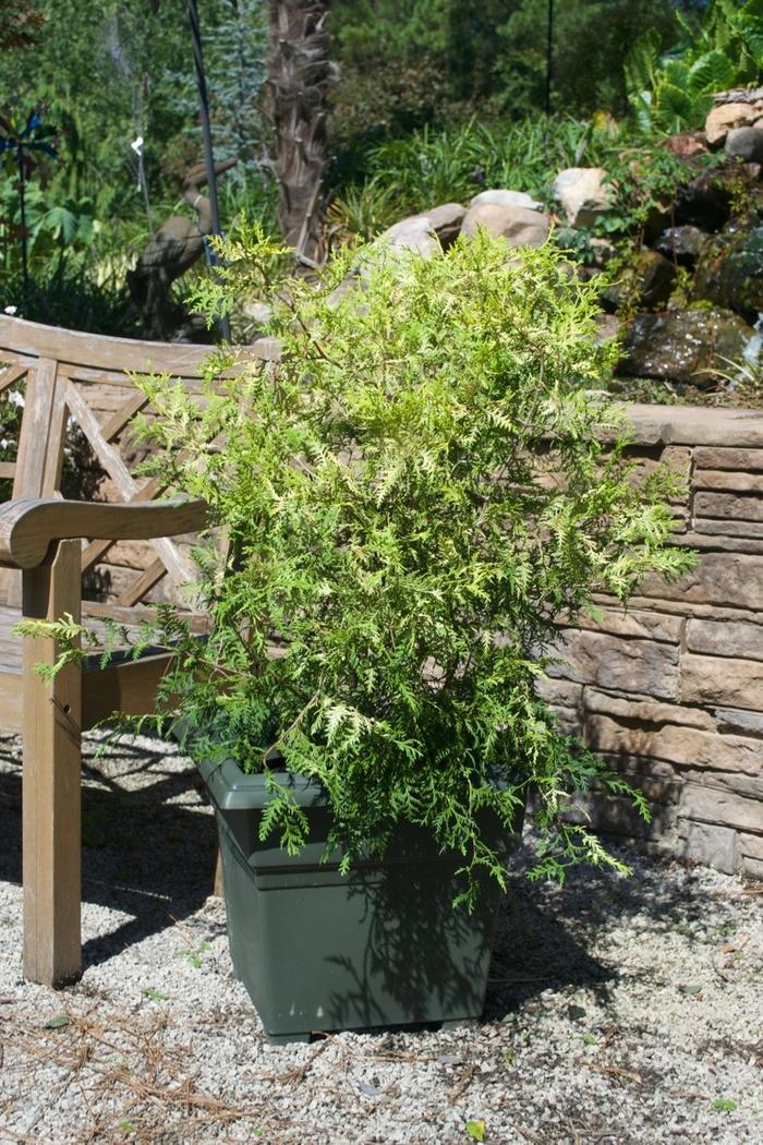 Chamaecyparis pisifera Vintage Gold