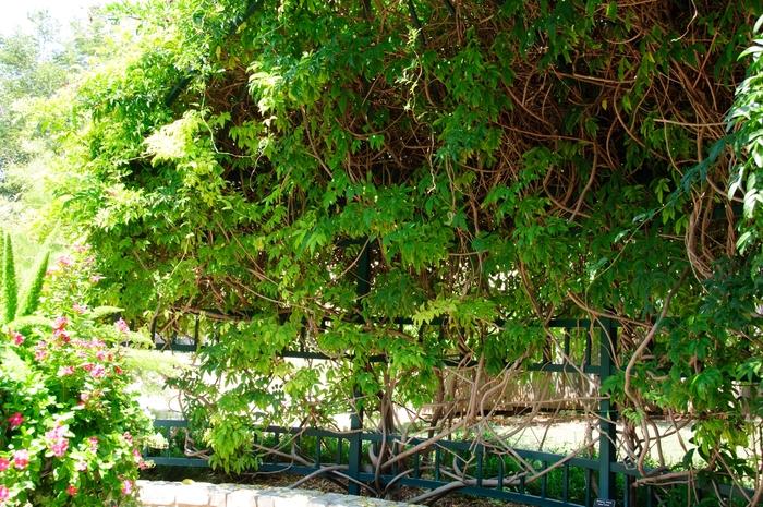 Millettia reticulata