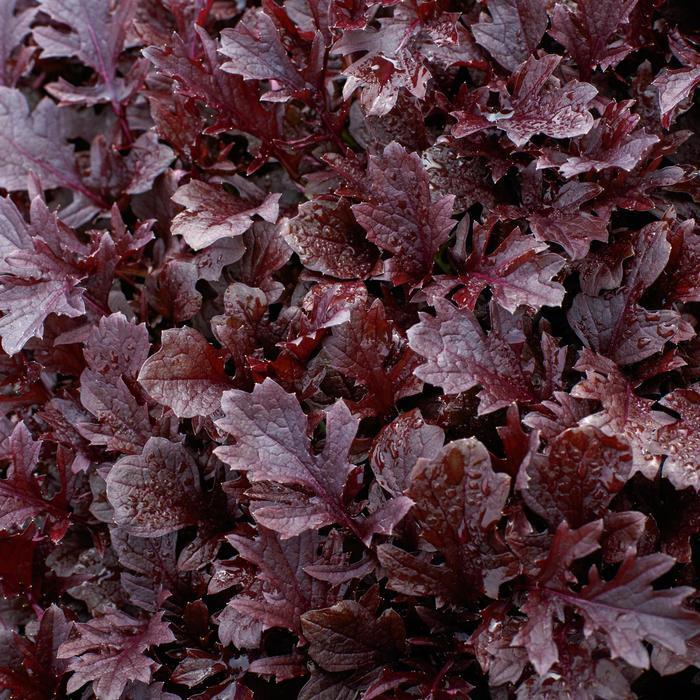 Brassica juncea Miz America