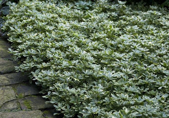 Pachysandra terminalis Variegata