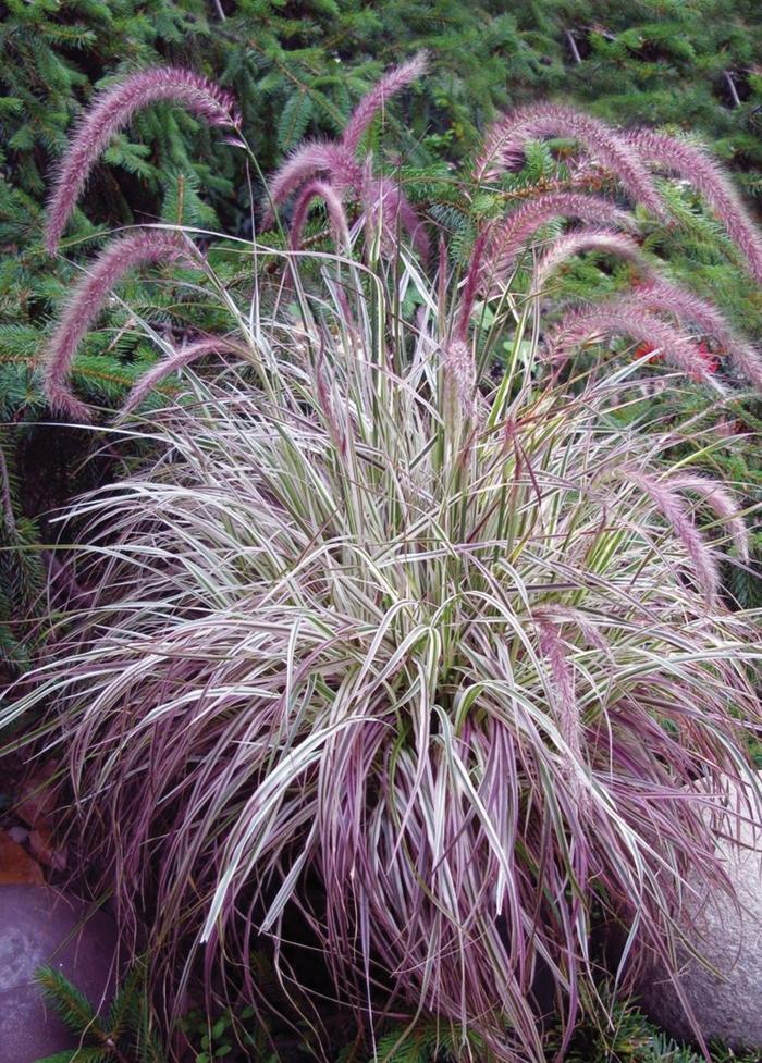 Pennisetum setaceum Cherry Sparkler