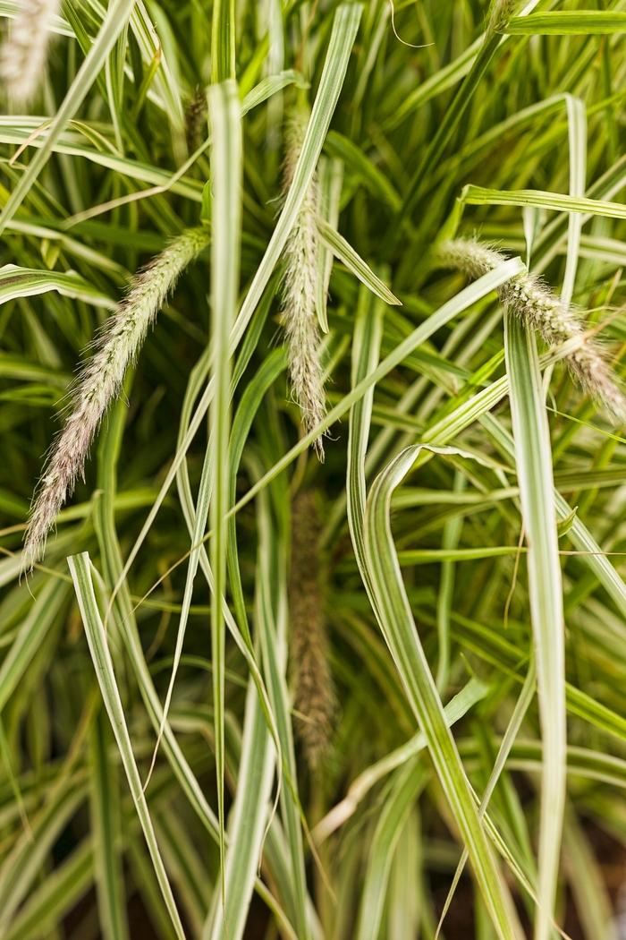 Pennisetum setaceum Graceful Grasses® Sky Rocket