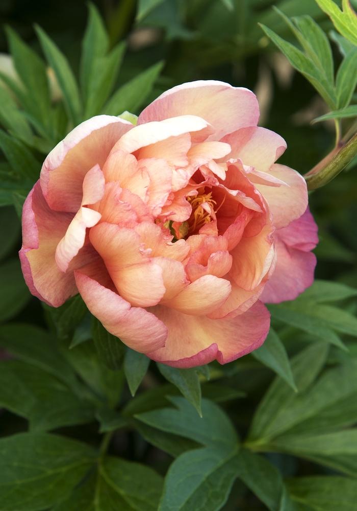 Paeonia Julia Rose