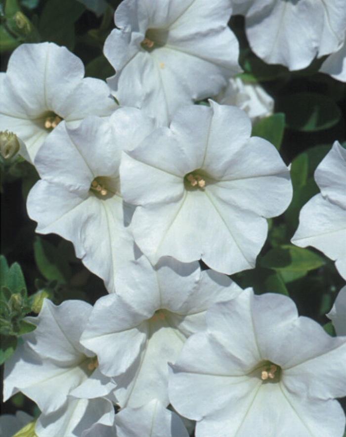 Petunia Supertunia Mini Vista® White