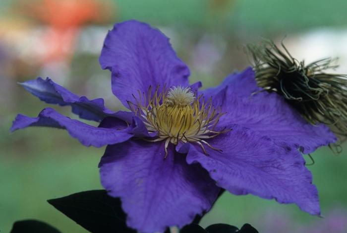 Clematis Will Goodwin
