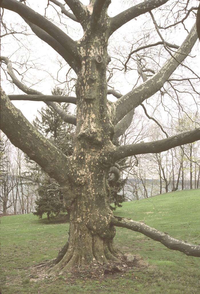 Platanus x acerifolia