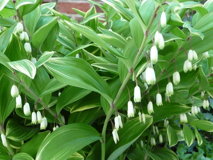 Polygonatum odoratum var. pluriflorum Variegatum