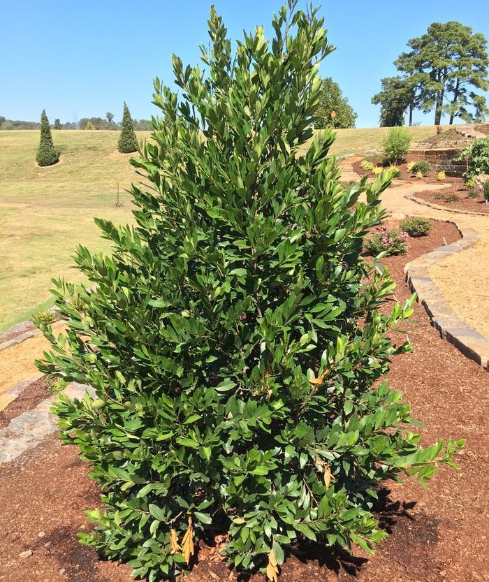 Prunus caroliniana Everbrite™