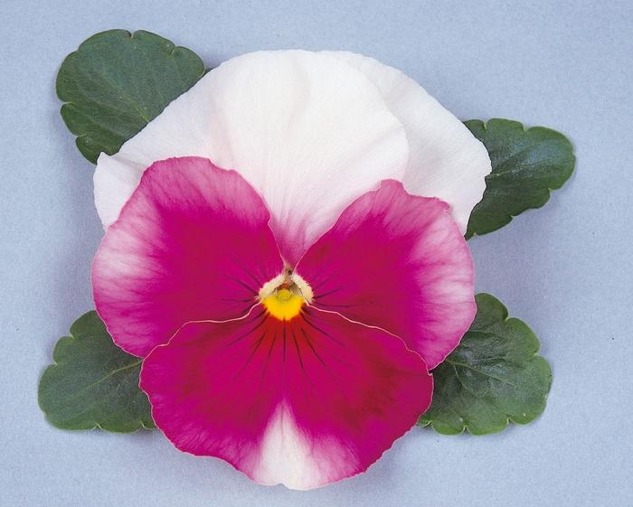 Viola x wittrockiana Ultima Beacon Rose