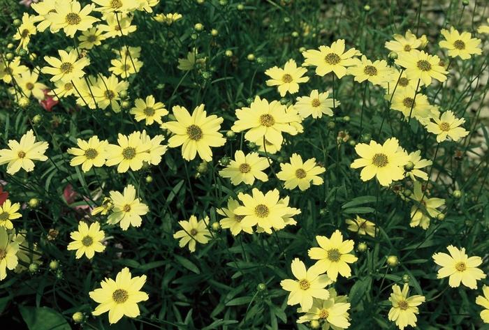 Coreopsis verticillata Creme Brulee