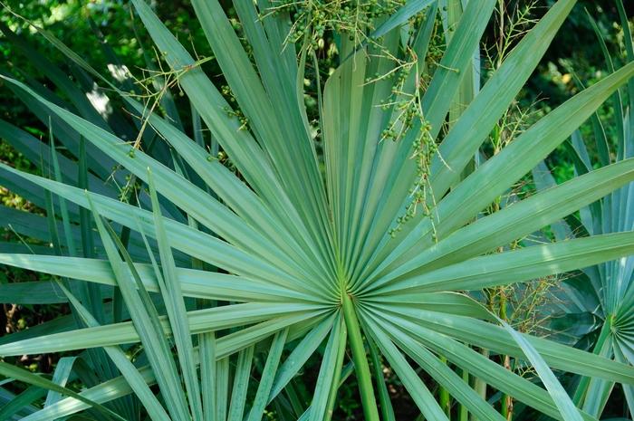 Sabal minor