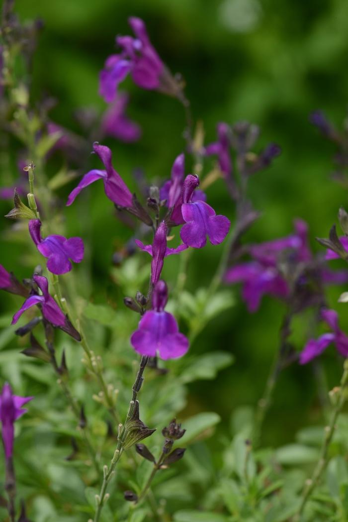 Salvia greggii Mirage™ Deep Purple