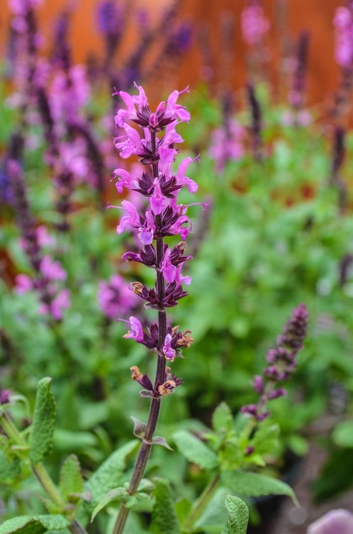 Salvia nemorosa Lyrical™ Rose