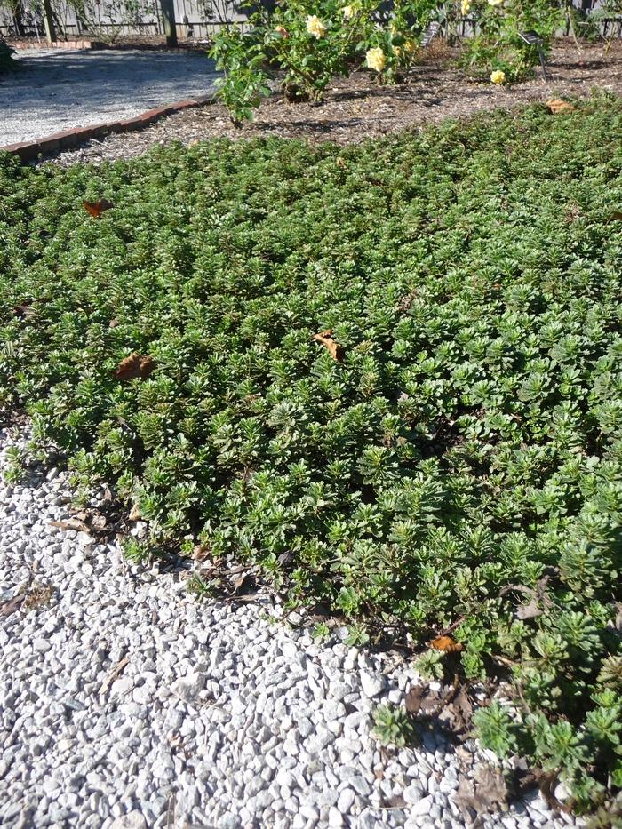 Sedum kamtschaticum