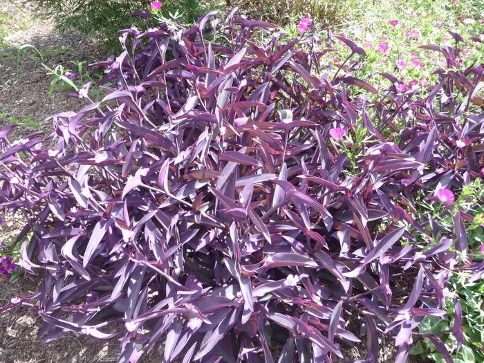 Setcreasea pallida Purple Heart