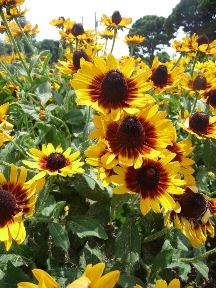 Rudbeckia hirta Denver Daisy™