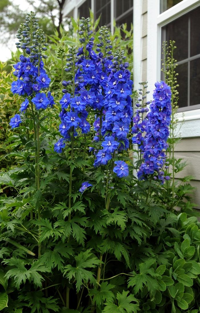 Delphinium elatum Guardian Blue