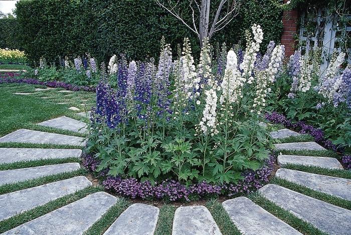 Delphinium elatum Guardian Mix