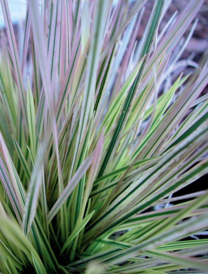 Deschampsia caespitosa Northern Lights