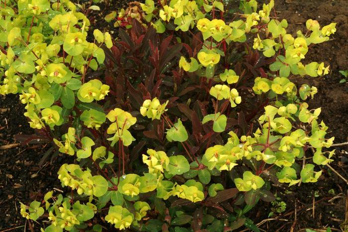 Euphorbia amygdaloides Golden Glory