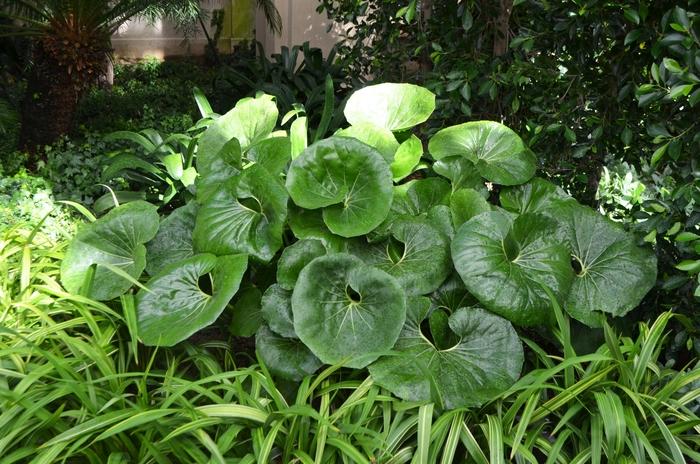 Farfugium japonicum Giganteum