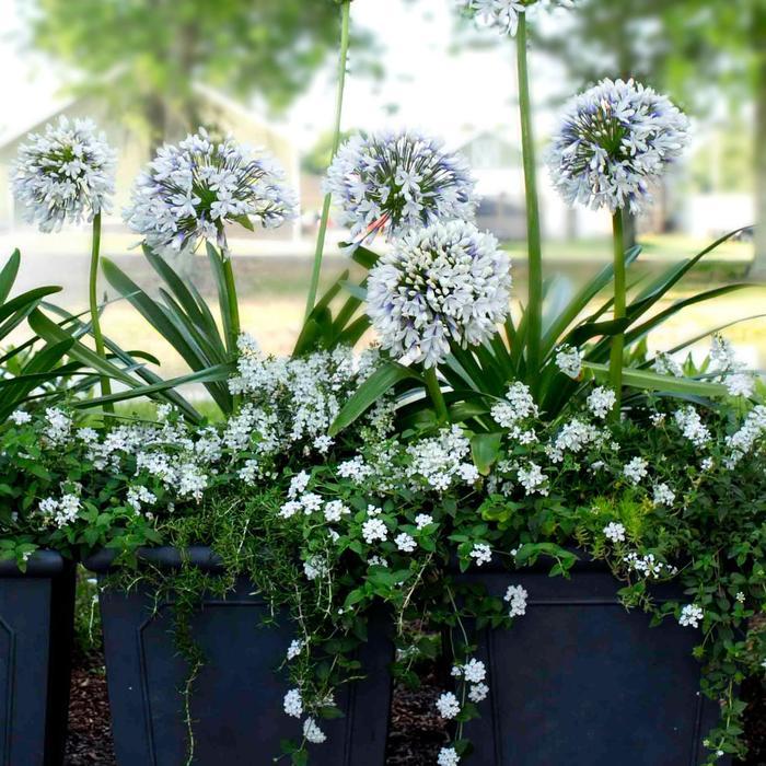 Agapanthus orientalis Queen Mum™