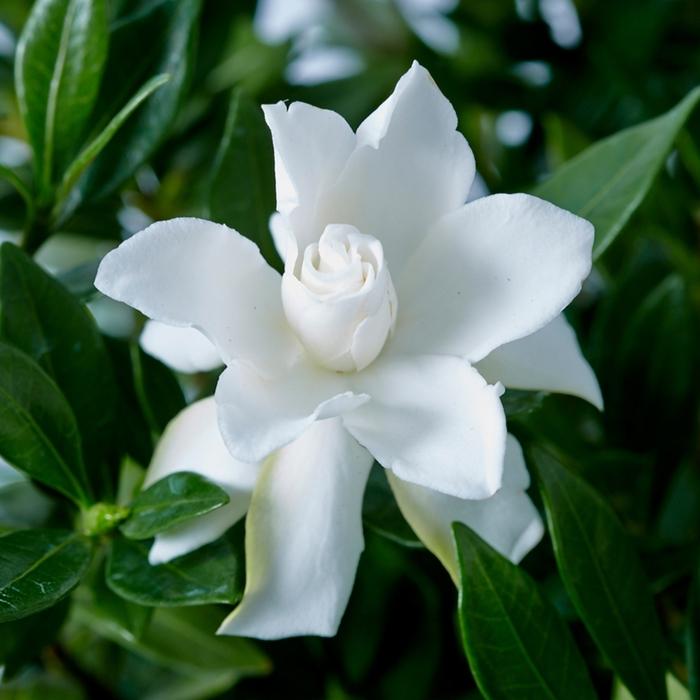 Gardenia jasminoides Celestial Star
