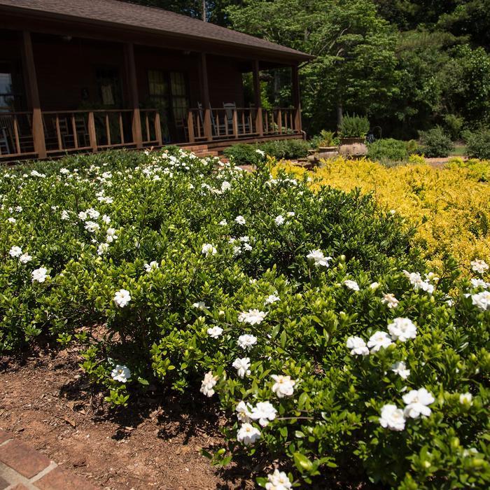 Gardenia jasminoides Double Mint