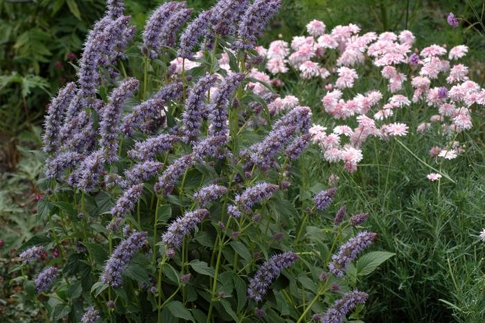 Agastache foeniculum
