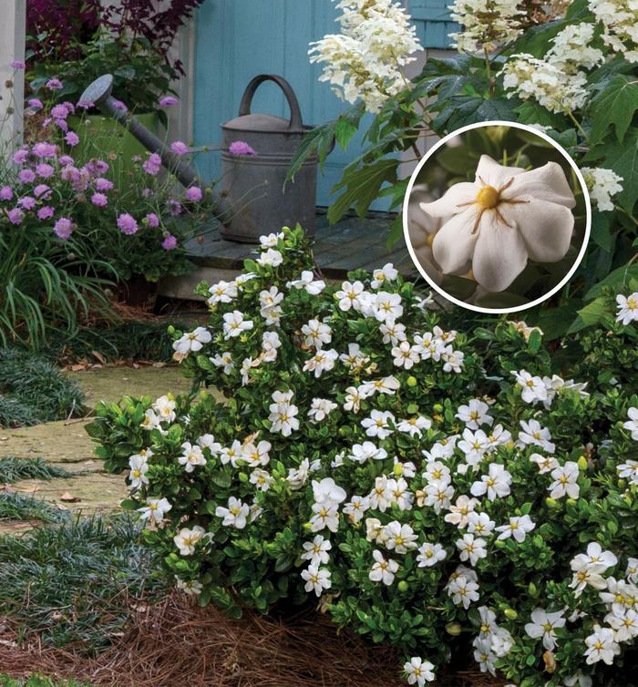 Gardenia jasminoides ScentAmazing™