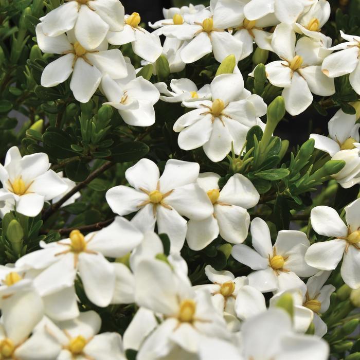 Gardenia jasminoides Snow Girl™