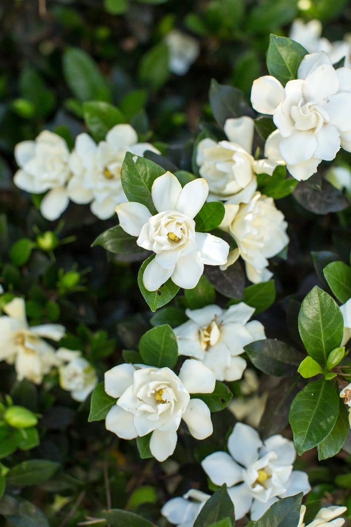 Gardenia jasminoides Sweet Tea™