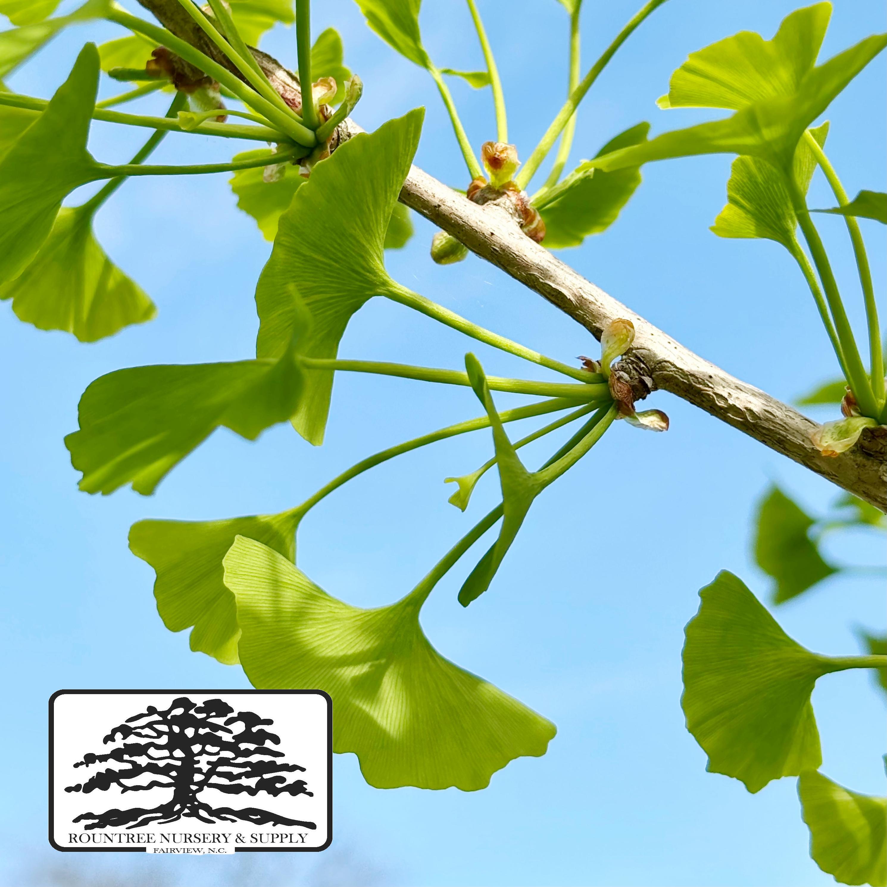 Ginkgo 'Autumn Gold' - Spring Color