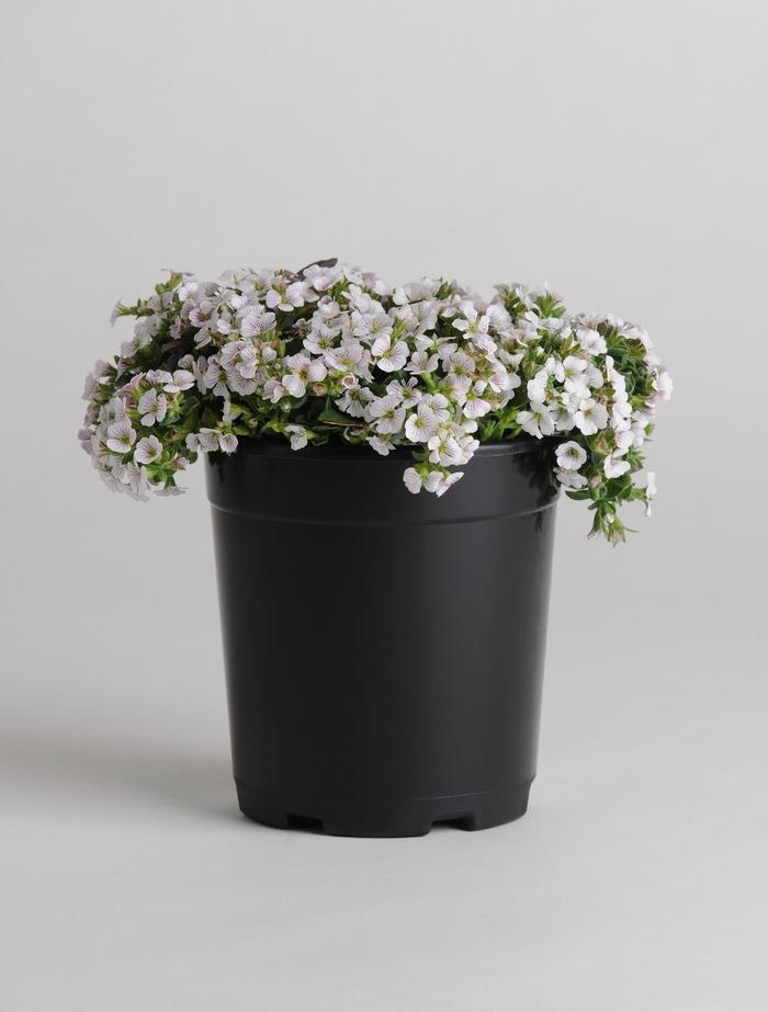 Gypsophila cerastioides Pixie Splash