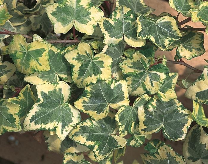 Hedera helix Golden Ingot