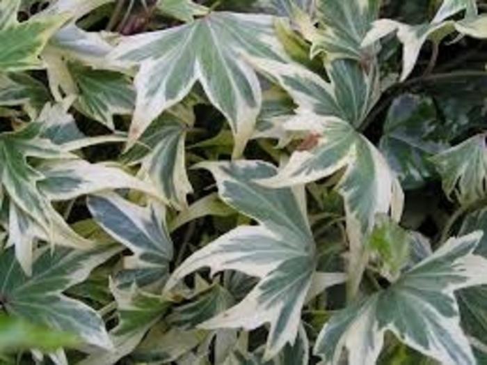 Hedera helix White Ripple
