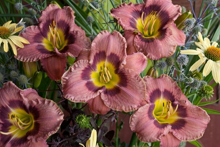 Hemerocallis Always Afternoon