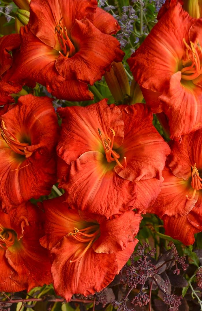 Hemerocallis Desert Flame