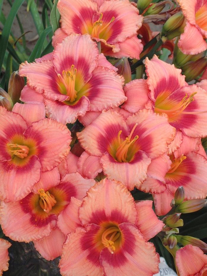 Hemerocallis Strawberry Candy