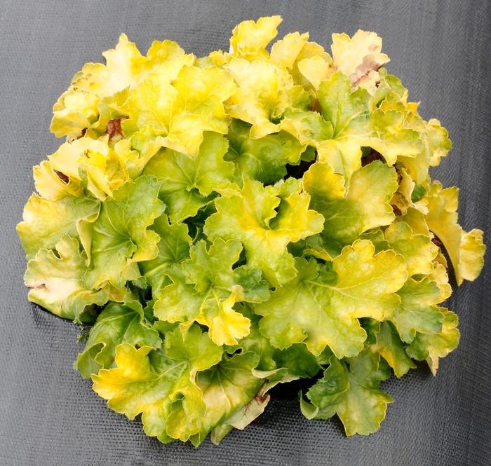 Heuchera Lemon Supreme