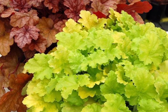 Heuchera Lime Rickey