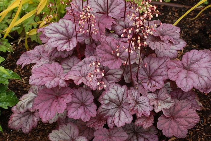 Heuchera Sugar Plum
