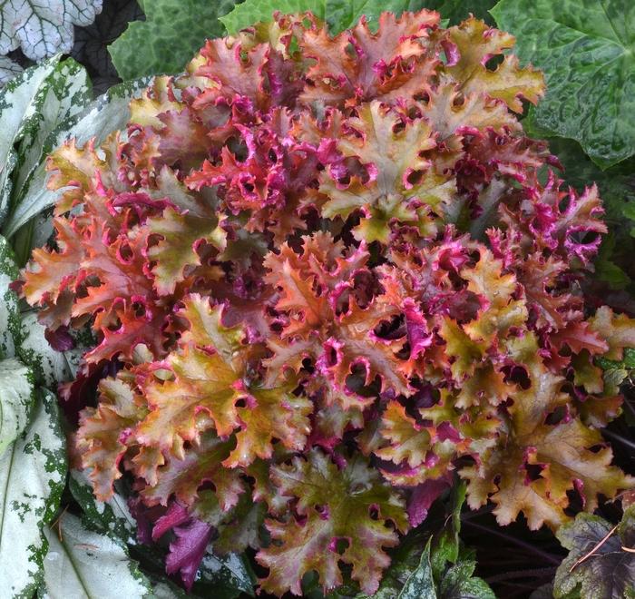 Heuchera Zipper