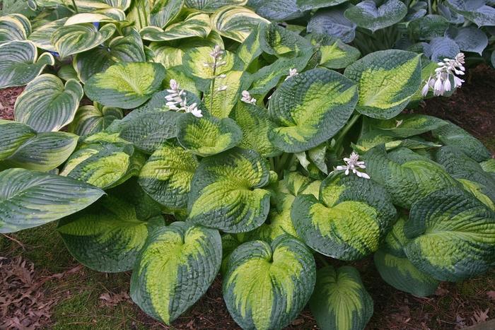 Hosta Brother Stefan