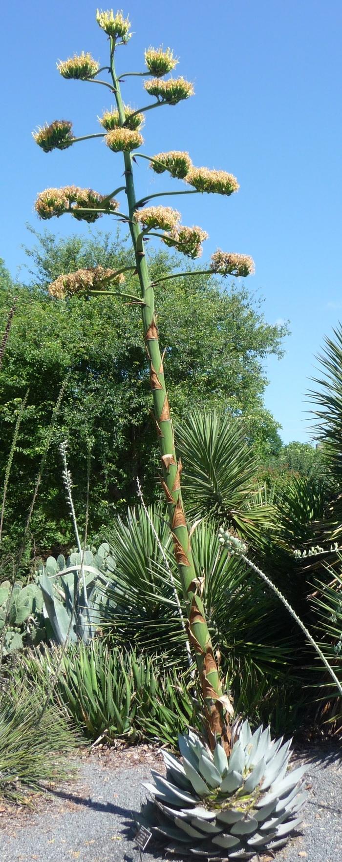 Agave parryi J.C. Raulston